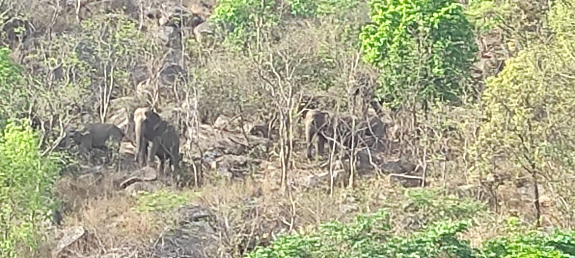हजारीबाग में हाथियों का झुंड ने फिर मचाया तांडव, दहशत में ग्रामीण, वन विभाग ने लोगों से की ये अपील