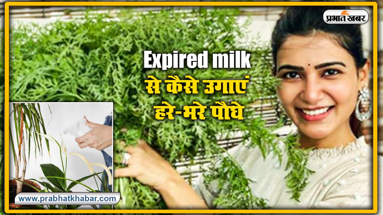 Expired milk से कैसे उगाएं हरे-भरे पौधे? जानें इस्तेमाल करने का सही तरीका