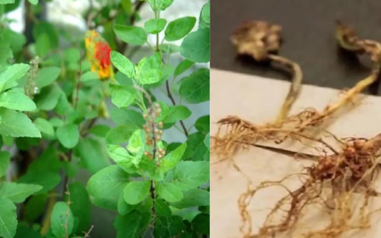 Vastu Tips: घर में सुख शांति के लिए मुख्य दरवाजे पर बांधें इस पौधे की जड़, जानें क्या कहता है वास्तु शास्त्र