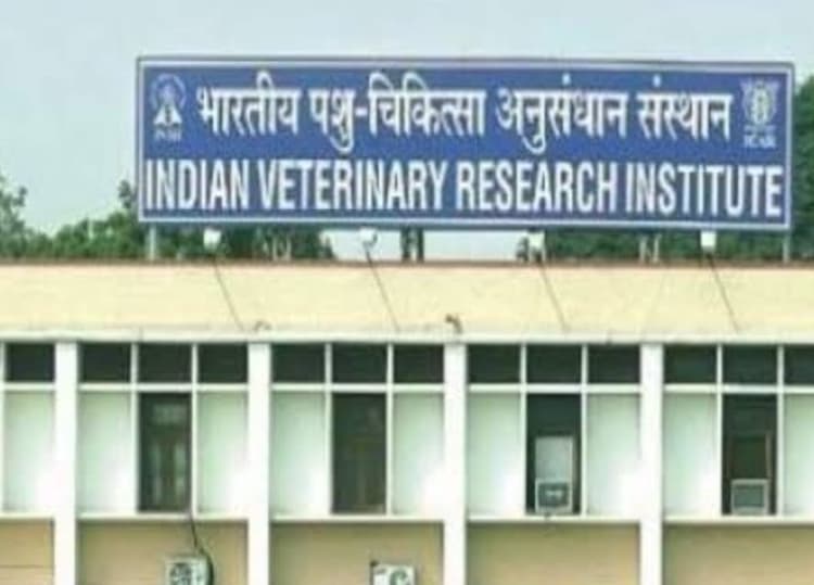 Bareilly News: IVRI में संदिग्ध हालत में दो हिरन की मौत, जानवर किए गए आइसोलेट, जांच में होगा मौत का खुलासा