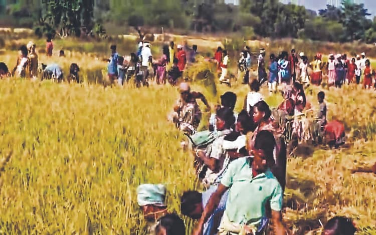 झारखंड का एक ऐसा गांव जहां धनकटनी के लिए नहीं देनी पड़ती है मजदूरी, क्या है 'देंगा देपेंगा’ परंपरा?