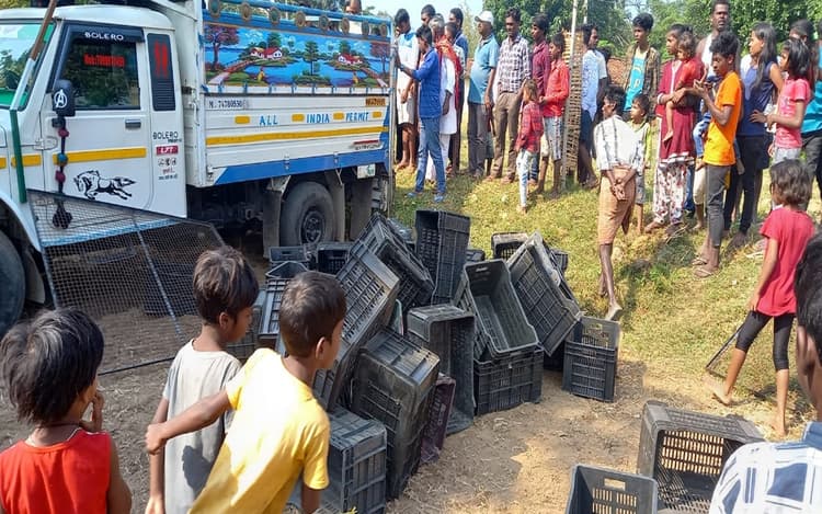 झारखंड में पिकअप वैन से हो रही थी पशुओं की तस्करी, ऐसे हुआ खुलासा, ग्रामीणों ने पुलिस को सौंपा