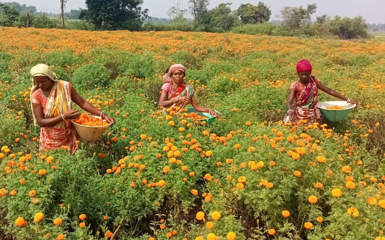 आदिवासी महिलाएं बदल रहीं झारखंड के गांवों की तकदीर, गेंदा फूल की खेती से आत्मनिर्भर बन रहे किसान आदिवासी महिलाएं बदल रहीं झारखंड के गांवों की तकदीर, गेंदा फूल की खेती से आत्मनिर्भर बन रहे किसान