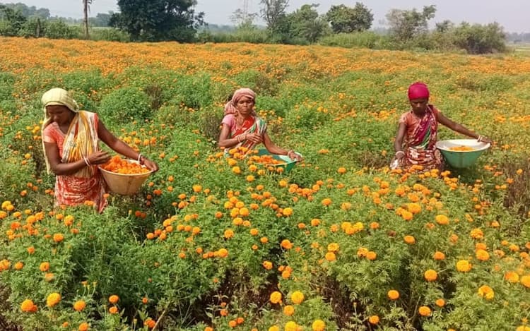 आदिवासी महिलाएं बदल रहीं झारखंड के गांवों की तकदीर, गेंदा फूल की खेती से आत्मनिर्भर बन रहे किसान