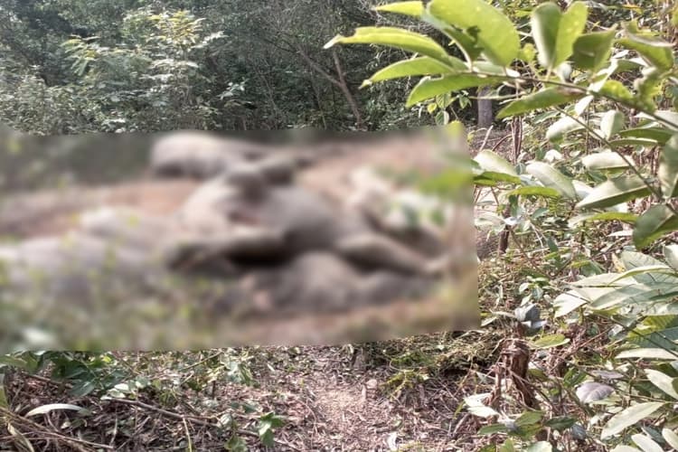 जमशेदपुर : हाथियों की मौत की उच्च स्तरीय जांच शुरू, दोषियों पर होगी कार्रवाई