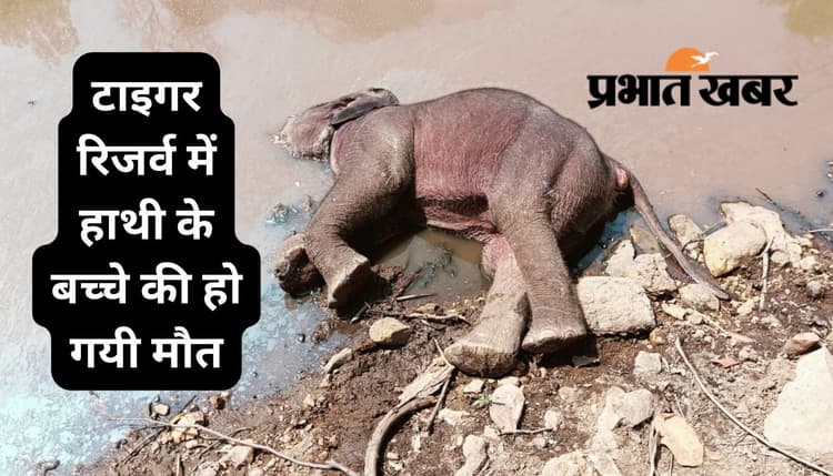 पलामू टाइगर रिजर्व में तालाब के किनारे मिला हाथी के बच्चे का शव, मौत के कारणों की जांच शुरू