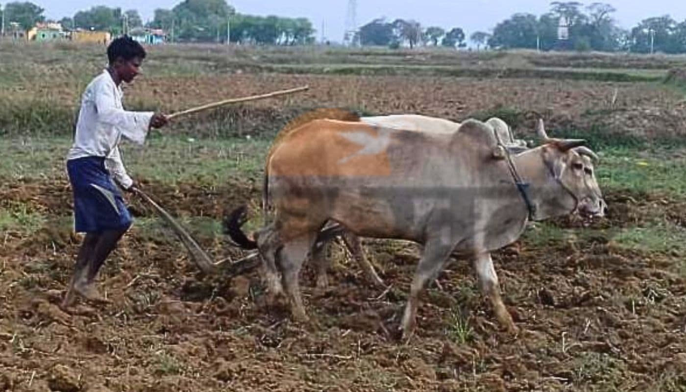 Kharsawan News: किसानों ने खेत में चलाये हल, अच्छी बारिश के लिए अक्षय तृतीया के दिन की इंद्रदेव की पूजा