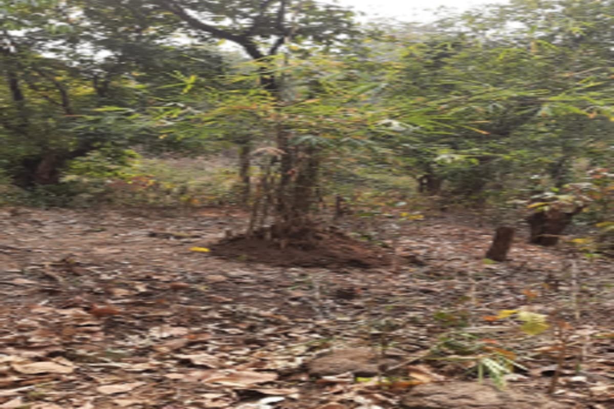 झुमरा पहाड़ में 10 हजार बांस का सरंक्षण शुरू, जानें क्या होगा फायदा