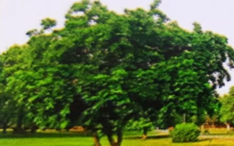 झारखंड के किसानों को मालामाल कर देगा करंज, डायबिटीज-अल्सर समेत आधा दर्जन से अधिक बीमारियों की है दवा