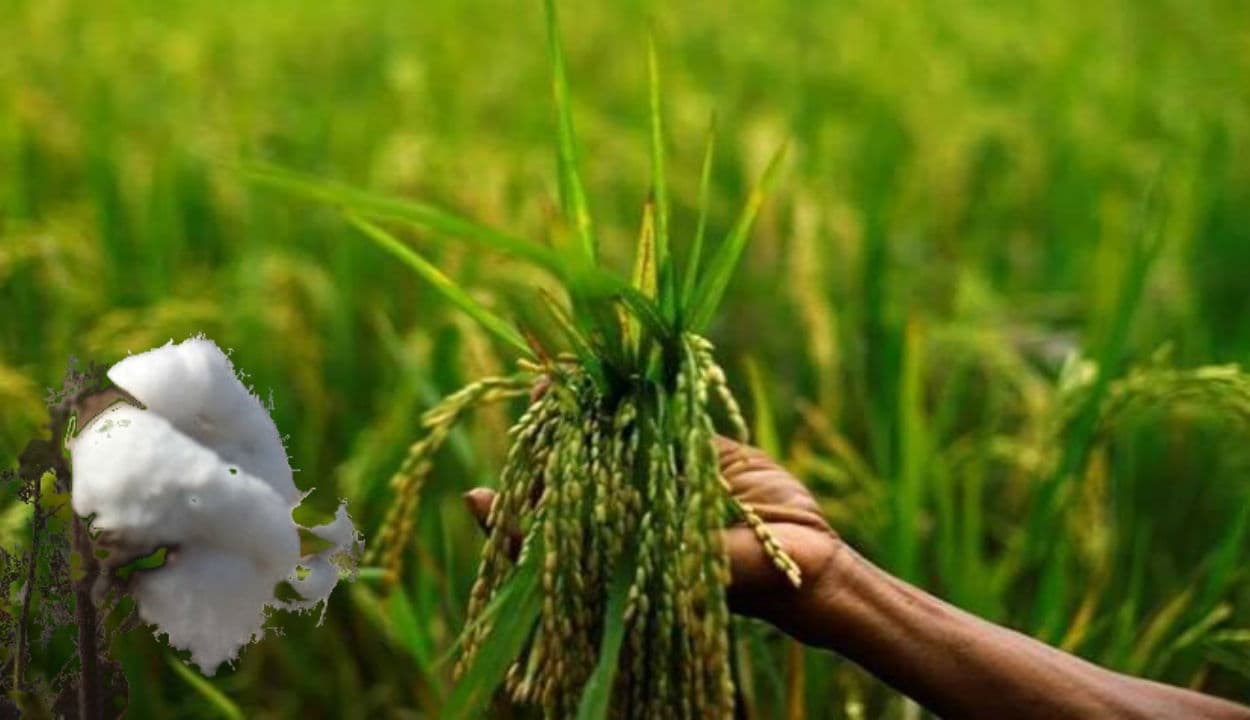 Latehar News: शहीद के गांव में सोलर पंप से लहलहा रही फसल, शहीद-नीलांबर पीतांबर के परिजन हो रहे लाभान्वित