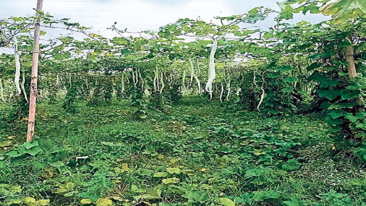 ऑर्गेनिक कॉरिडोर योजना: सारण में 2000 एकड़ में जैविक खेती की तैयारी, शुरू हुआ किसानों को प्रशिक्षण