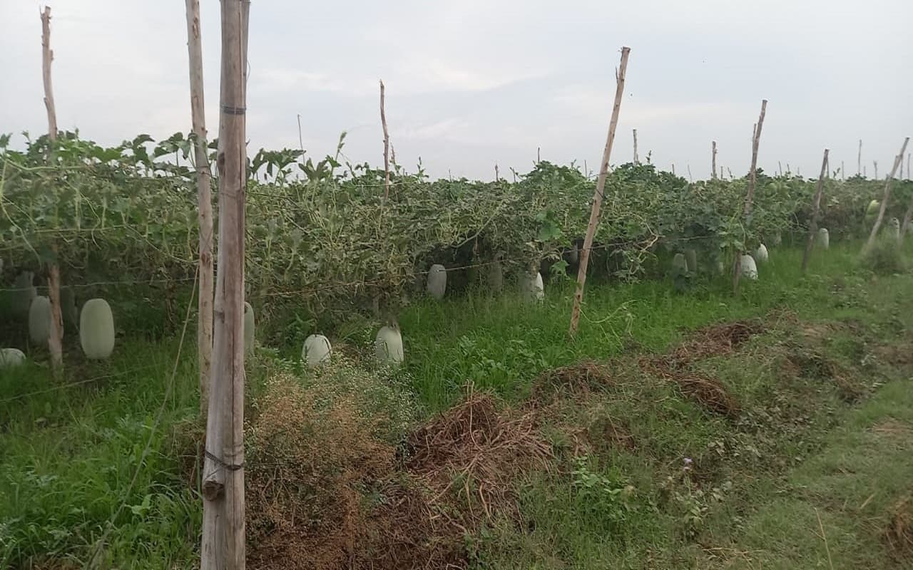 बरेली में पेठा की खेती पर मंदी की मार, फसल का लागत मूल्य न मिलने से अन्नदाता उदास