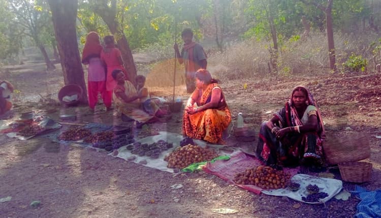 झारखंड के जंगलों में मिलने वाले फलों से डायबिटीज व लकवा जैसे रोग हो जाते हैं ठीक