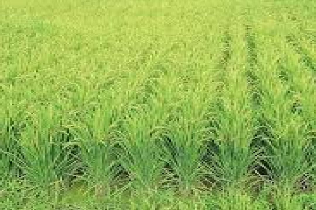 बिहार के चावलों की विदेशों तक फैल रही खुशबू, उन्नत किस्म के धान से किसान बदल रहें अपनी किस्मत