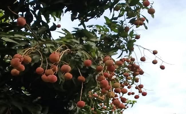 बिहार: लीची पर मौसम के बदलाव का पड़ा असर, उपज में बढ़ोतरी के लिए करें ये उपाय