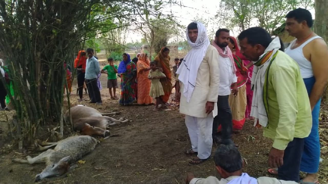 Jharkhand News: आंधी-तूफान के साथ बूंदाबांदी के बीच वज्रपात से दो मवेशियों की मौत, मुआवजा का आश्वासन