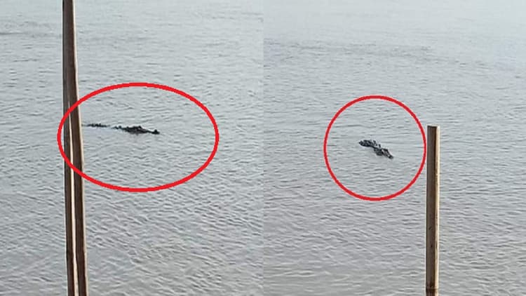 Bihar News: भागलपुर के बटेश्वर स्थान में घूम रहा विशालकाय मगरमच्छ, गंगा घाट पर जाने से डर रहे लोग