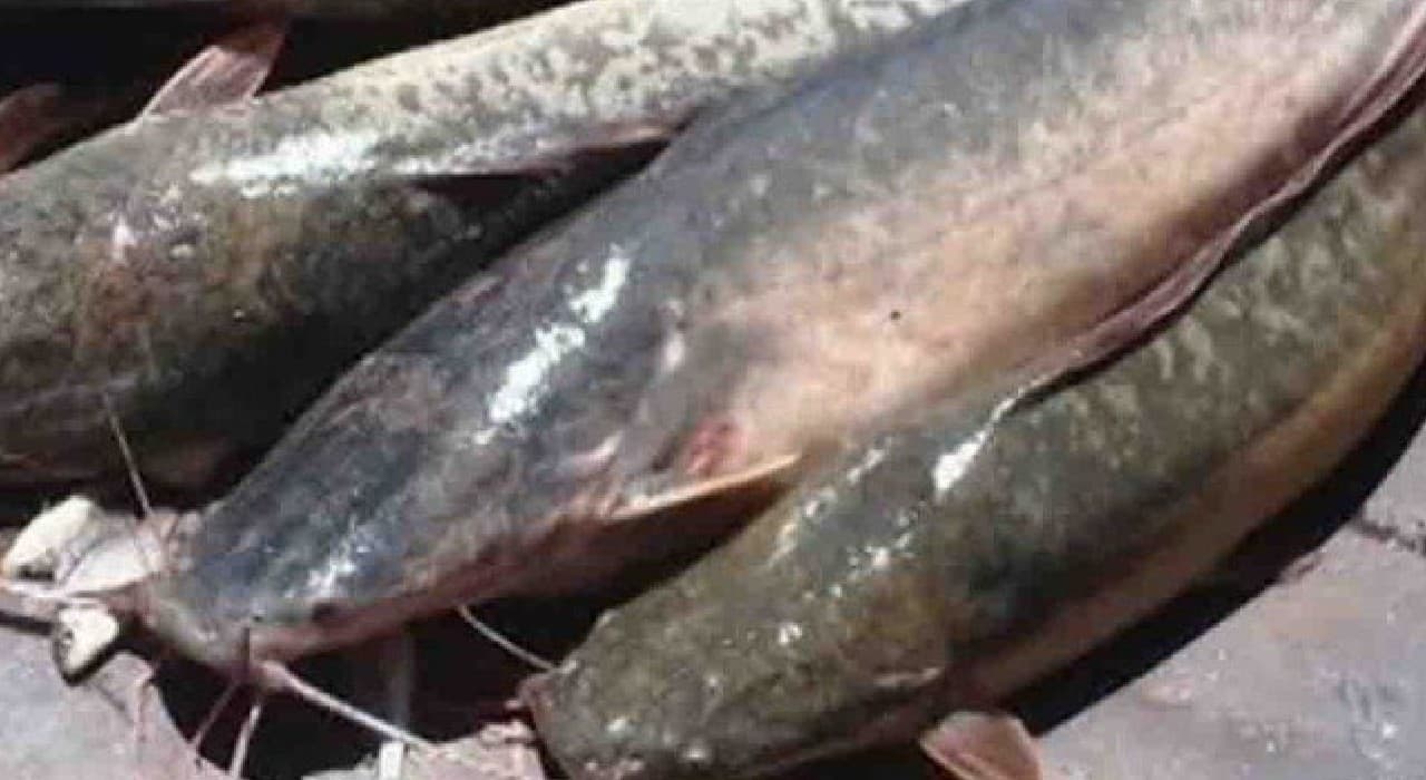 प्रतिबंध के बावजूद झारखंड में बिक रही है थाई मांगुर मछली, एक सप्ताह पहले मैथन में पकड़ी गयी थी