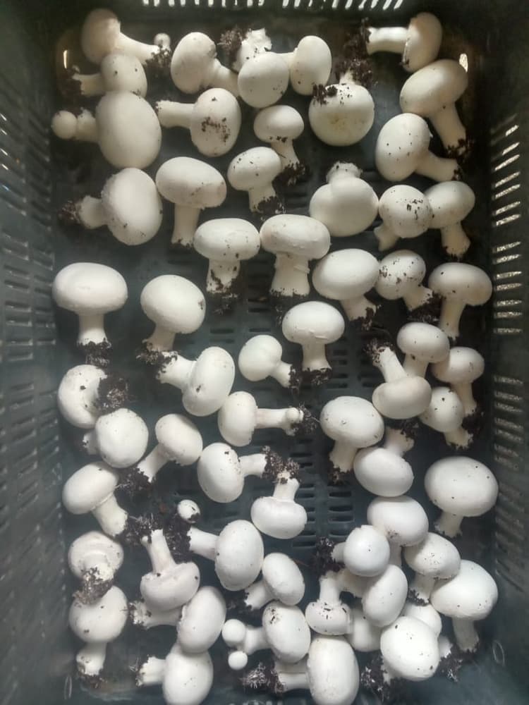 बिहार में मशरूम प्रोसेसिंग यूनिट में निवेशकों ने दिखायी रुचि, जिला नोडल पदाधिकारी नियुक्त