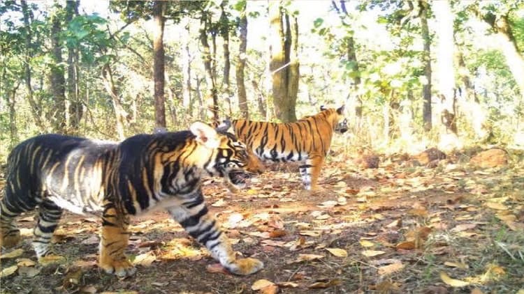 पलामू टाइगर रिजर्व में चार बाघ, विशेषज्ञों ने किया आकलन