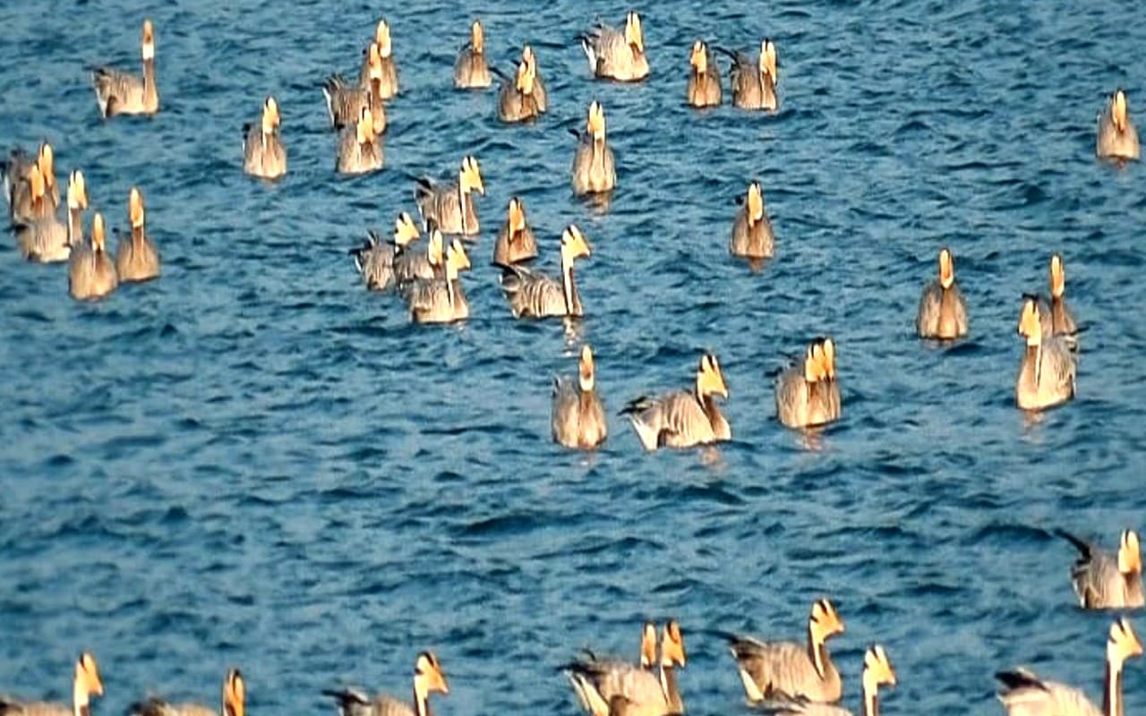झारखंड पहुंचने लगे विदेशी मेहमान, छड़वा व गोंदा डैम में विदेशी पक्षियों का आगमन शुरू