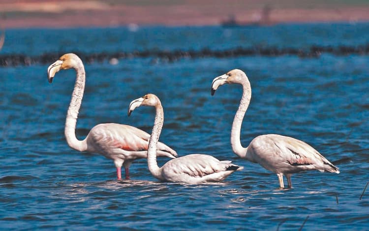 अगले माह से झारखंड में आने लगेंगे प्रवासी पक्षी, 2015 से लेकर 2018 तक वन विभाग ने कराया था बर्ड सेंसस