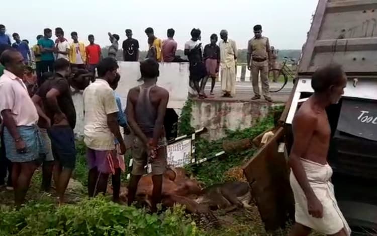 ‘पुष्पा राज’ की तर्ज पर गायों की तस्करी! औरंगाबाद से कोलकाता जा रहा दूध का टैंकर पलटा तो निकली 22 गायें