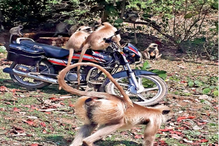 झारखंड के 50 से ज्यादा गांवों में लंगूरों का आतंक, खौफ इतना कि लोगों ने खेती करना किया बंद