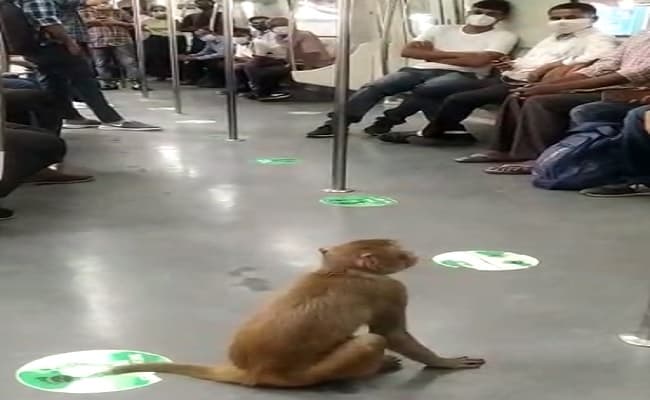 दिल्ली मेट्रो में बंदर के घुसने का वीडियो वायरल होने पर डीएमआरसी ने यात्रियों से की ये अपील