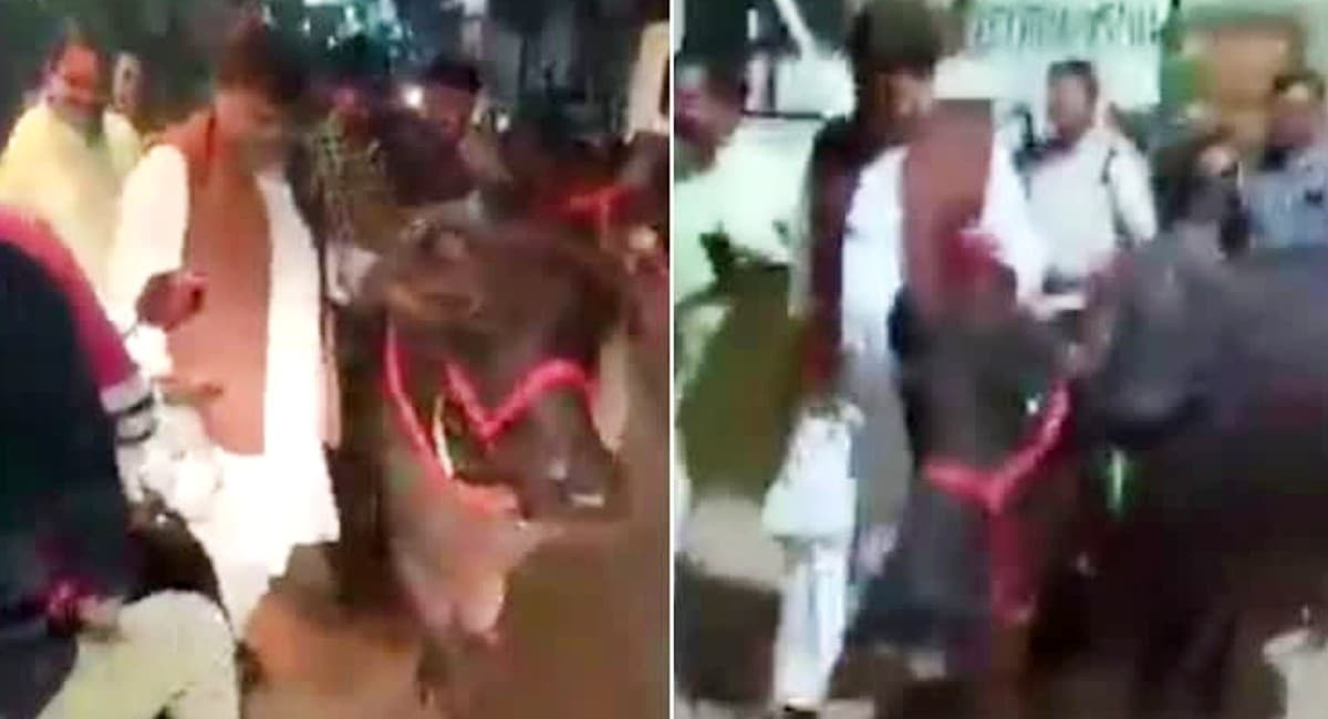 बिजली संकट का निरीक्षण करने गये MP के ऊर्जा मंत्री ग्वालियर में टहलाने लगे भैंस, Video वायरल