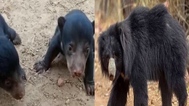 Bihar: मुंगेर में भालू के दो बच्चों को घर ले आए बच्चे, वन विभाग तक की उड़ गयी नींद, जानिये वाक्या..