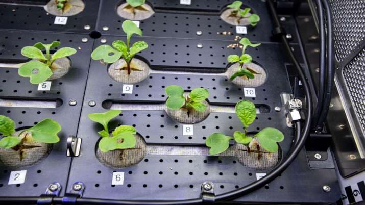 नासा के वैज्ञानिकों ने किया कमाल, अंतरिक्ष में ऊगायी मूली, अगले साल धरती पर लाने की तैयारी