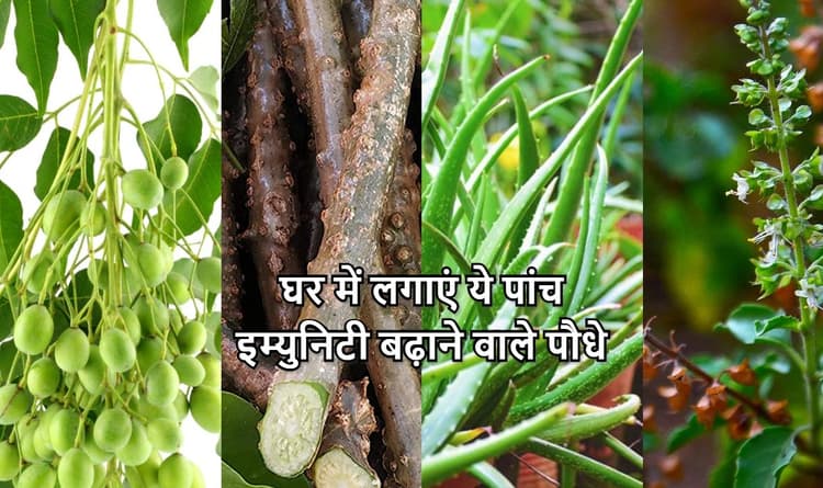आज ही घर में लगाएं एलोवेरा, तुलसी, गिलोय समेत ये 5 Immunity बढ़ाने वाले पौधे, जानें सेवन करने का सही तरीका
