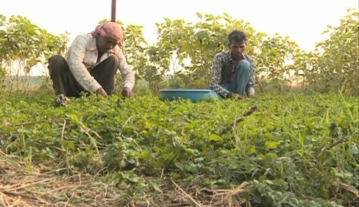 एमपी में जैविक खेती के जरिए कृषि उत्पादन में रिकॉर्ड वृद्धि, किसानों की आमदनी के लिए कदम उठा रहे शिवराज
