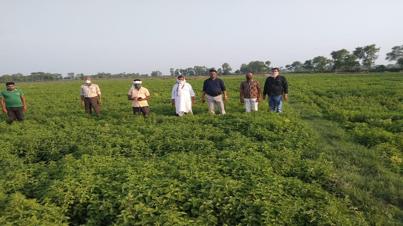 Jharkhand Exclusive: झारखंड के डुमरहता में 30 एकड़ में 'पिपरमेंट की खेती', किसानों को हो रहा अच्छा मुनाफा