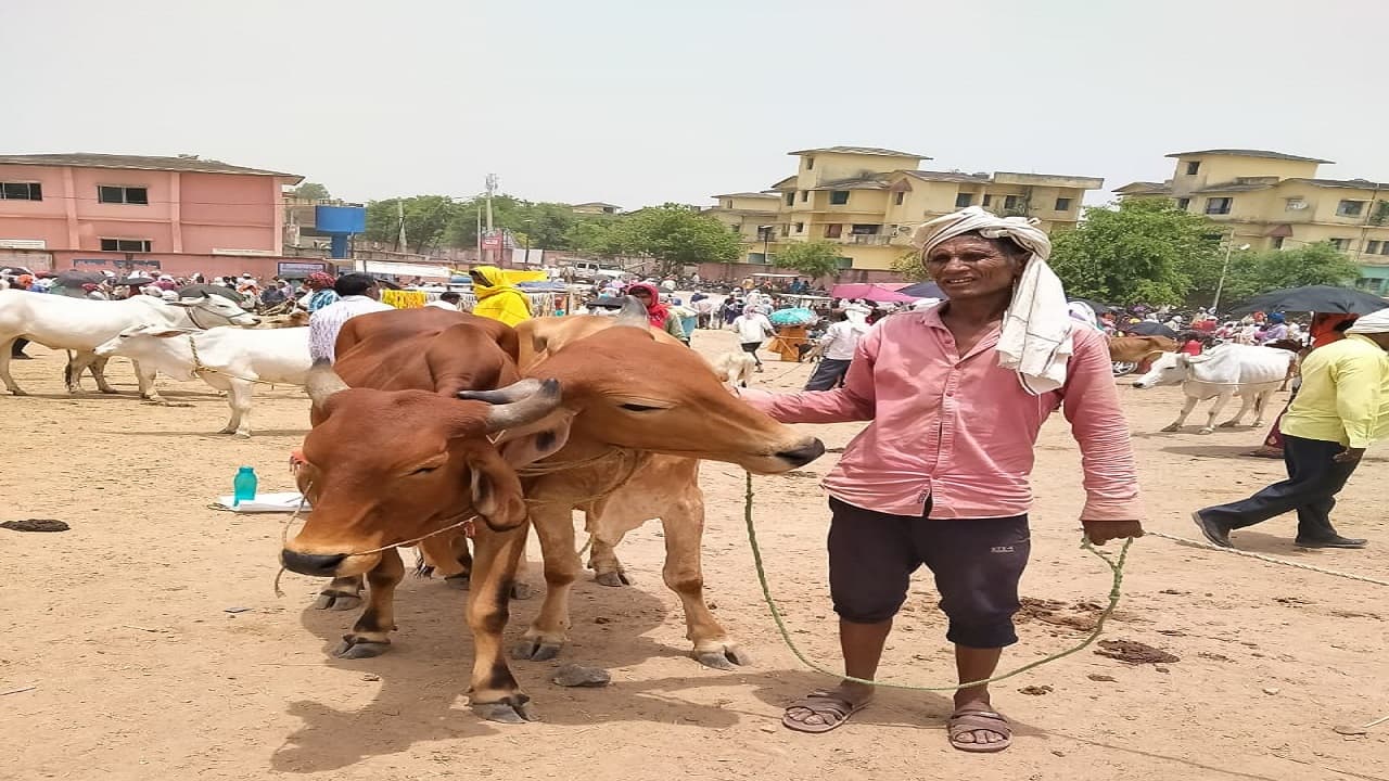 Jharkhand News: डीजल हुआ महंगा, बैल के दाम भी आसमान पर, किसानों के लिए खेती करना हुआ मुश्किल Jharkhand News: डीजल हुआ महंगा, बैल के दाम भी आसमान पर, किसानों के लिए खेती करना हुआ मुश्किल