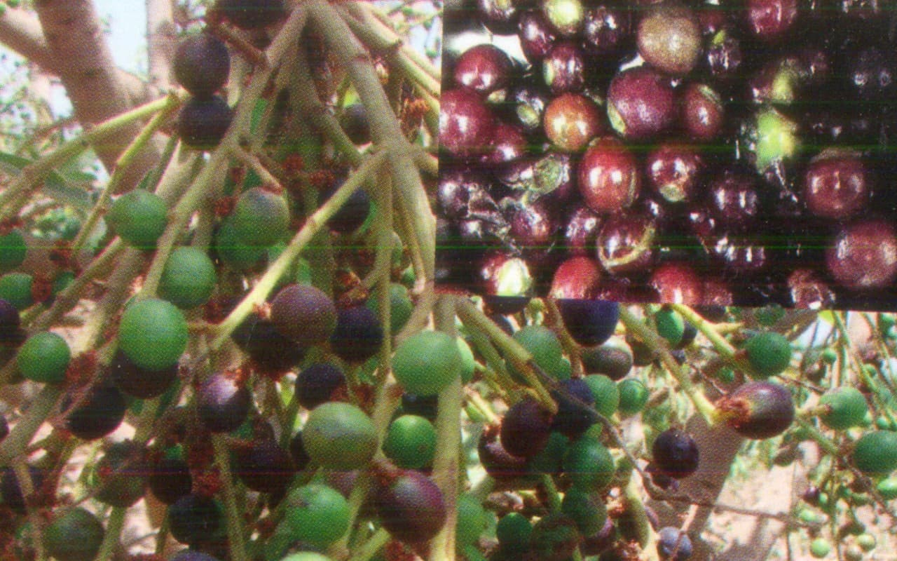 Jharkhand: पयाल के पेड़ लगाकर खूब करें कमाई, अंग्रेजों के जमाने से ग्रामीण आदिवासियों की आय का रहा है जरिया