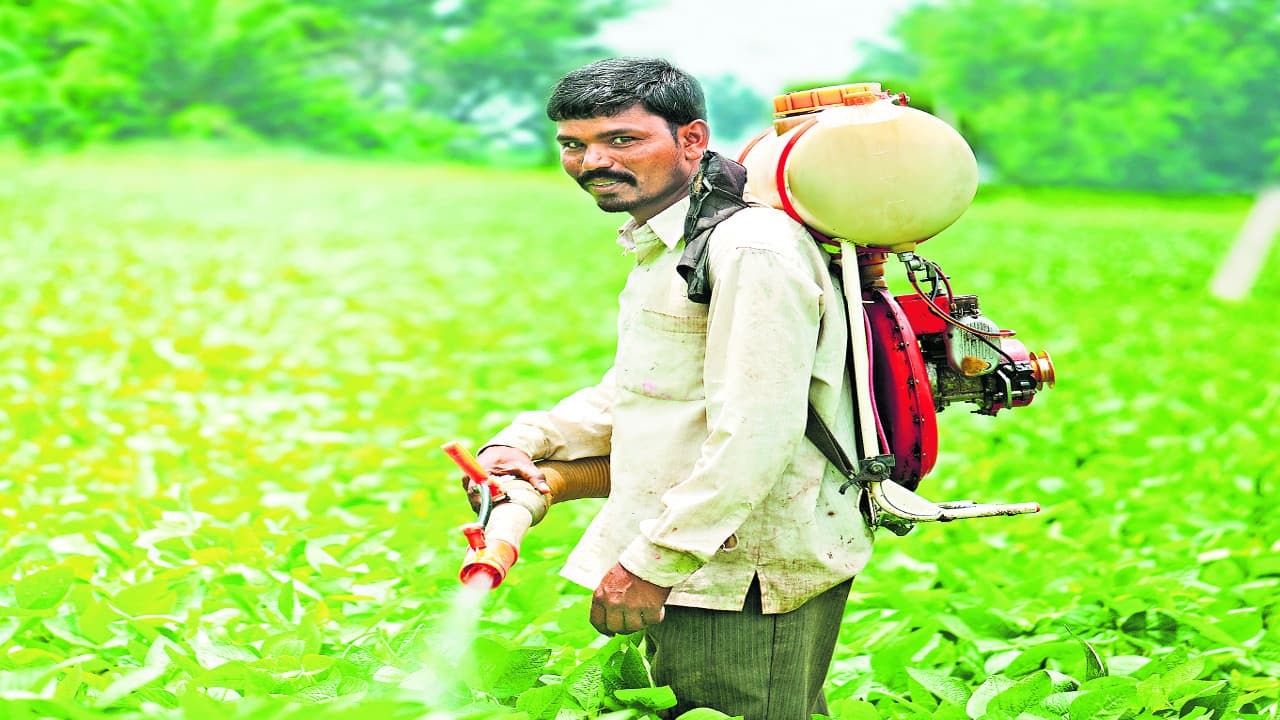 फसल को कीटनाशक से बचाने के लिए किसान करें बीजोपचार, अच्छी फसल और बेहतर पैदावार का मिलेगा लाभ