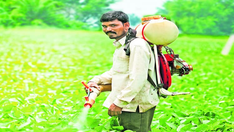 फसल को कीटनाशक से बचाने के लिए किसान करें बीजोपचार, अच्छी फसल और बेहतर पैदावार का मिलेगा लाभ