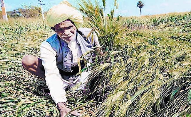 बिहार के किसान फसल क्षति राशि का कर रहे इंतजार, मुआवजा राशि जारी लेकिन नहीं निकली आवेदन की तिथि
