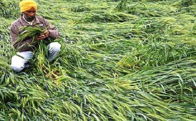 बारिश ने किसानों की बढ़ायी चिंता, तेलहन और गेहूं की फसल हो गया बर्बाद