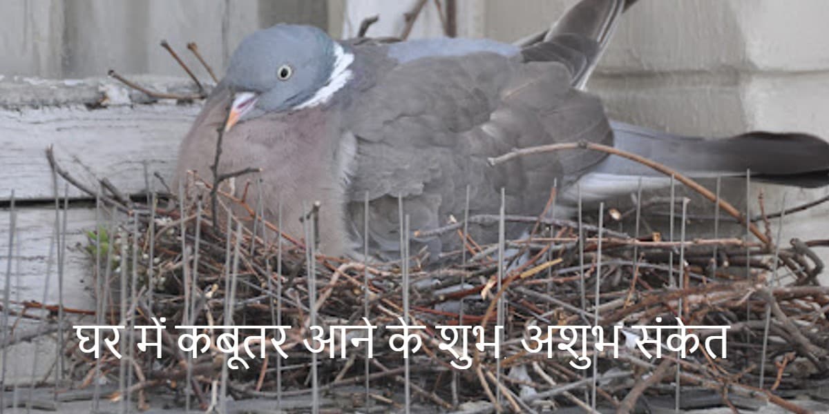 कबूतरों का घर में आना, घोंसला बनाना शुभ होता है या अशुभ, यहां पढ़ें