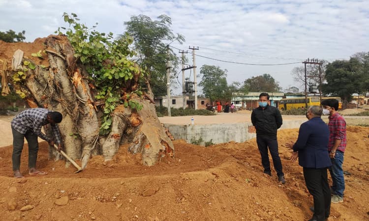कोडरमा में पीपल पेड़ का हुआ ट्रांसप्लांटेशन, पढ़ें पूरी प्रक्रिया