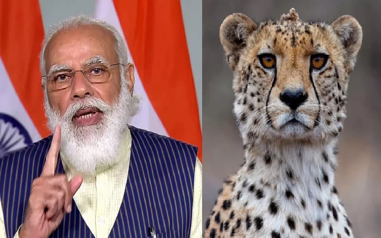 Cheetah In India: PM मोदी ने कूनो नेशनल पार्क में चीतों को छोड़ा, रक्षा की जिम्मेदारी इन्हें सौंपी गयी