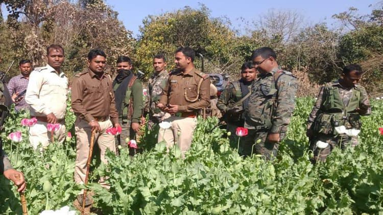 Jharkhand news: केरेडारी पुलिस ने बरवाटांड में पोस्ते की फसल को किया नष्ट, करीब 4 एकड़ में हो रही थी खेती