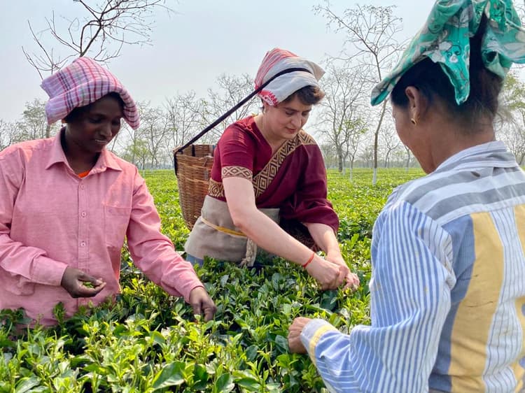 Assam Election 2021 : ‘टी पॉलिटिक्स’ प्रियंका गांधी ने सिर पर टोकरी डाल तोड़ी चाय की पत्तियां, मजदूर के घर किया भोजन