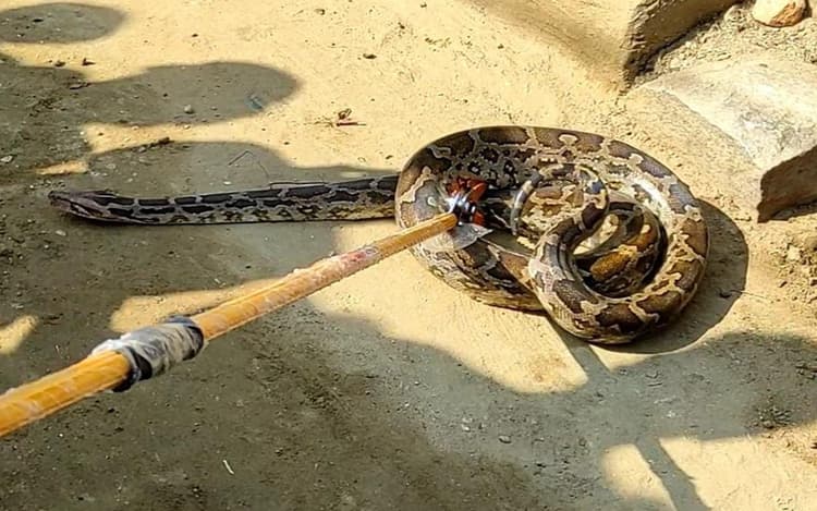 पलामू के चैनपुर में निकला इतना बड़ा अजगर, जानिए घर में सांप निकल आये तो क्या करें?