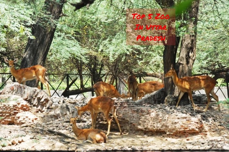 World Tourism Day 2023: ये हैं यूपी के टॉप 5 चिड़ियाघर, देखिए खूबसूरत तस्वीरें