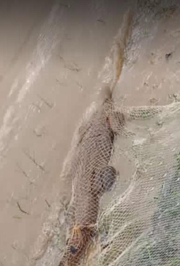 झारखंड के दामोदर नद में मगरमच्छ का VIDEO सोशल मीडिया में VIRAL, पढ़िए क्या है सच