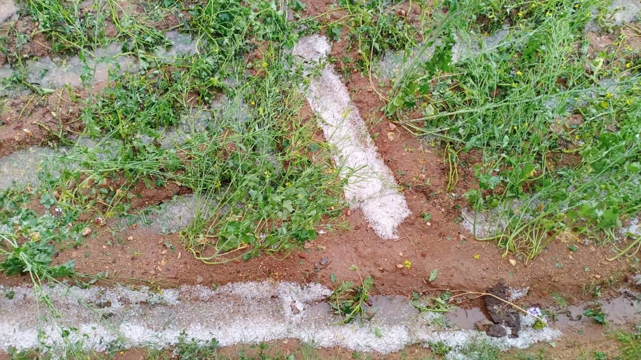 Bihar: किसानों को 10 दिनों में मिल जाएगा फसल क्षतिपूर्ति का पैसा, भुगतान में देरी करने वाले अफसर नपेंगे